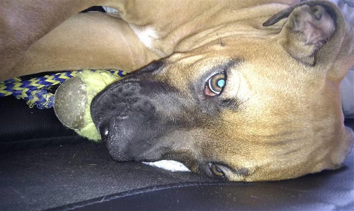 Amerikansk bulldog Milow billede 5