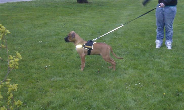 Amerikansk bulldog Milow billede 6