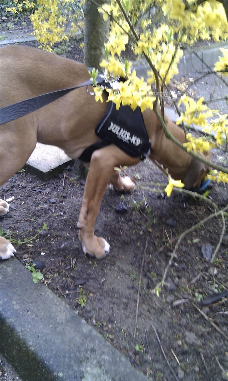 Amerikansk bulldog Milow billede 7