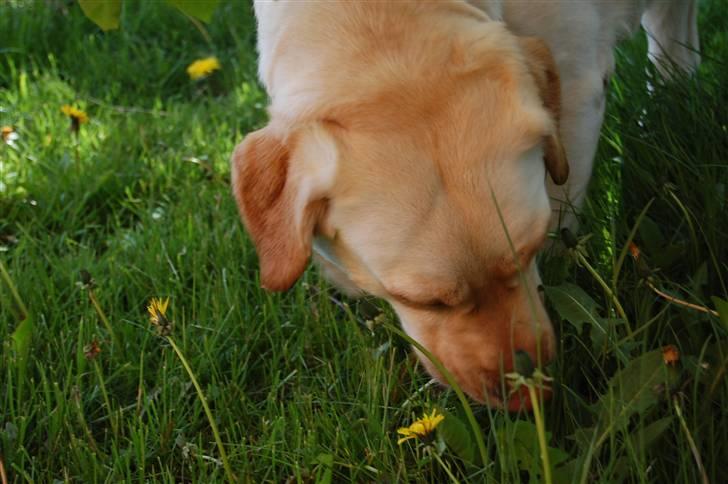 Blanding af racer Mille  billede 1