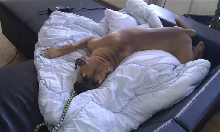 Amerikansk bulldog Milow billede 8