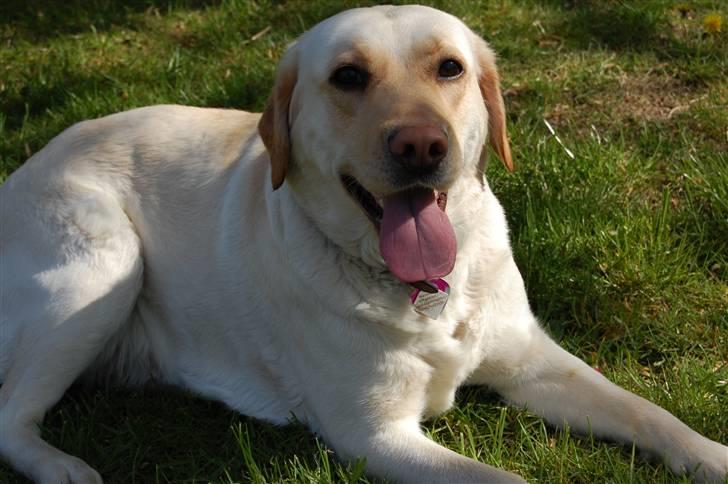 Blanding af racer Mille  billede 2