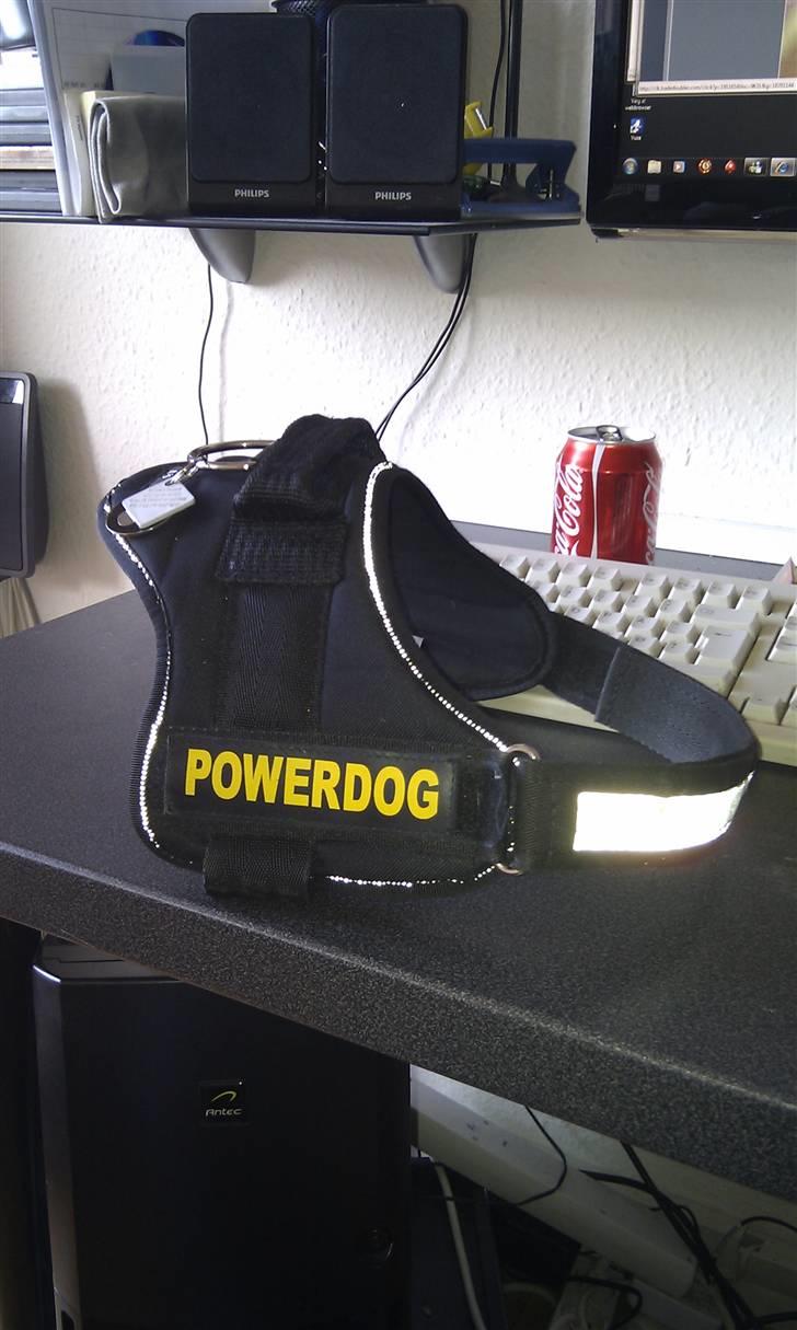 Amerikansk bulldog Milow billede 9