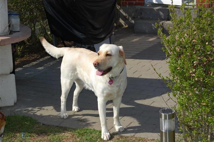 Blanding af racer Mille  billede 3