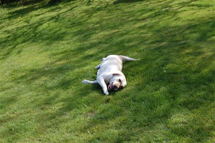 Blanding af racer Mille  billede 4