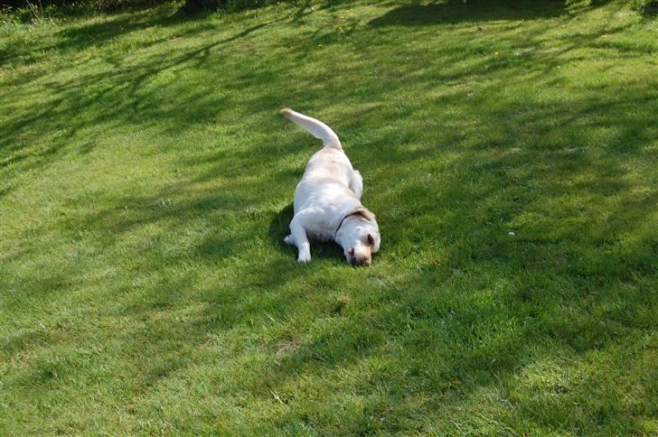 Blanding af racer Mille  billede 5