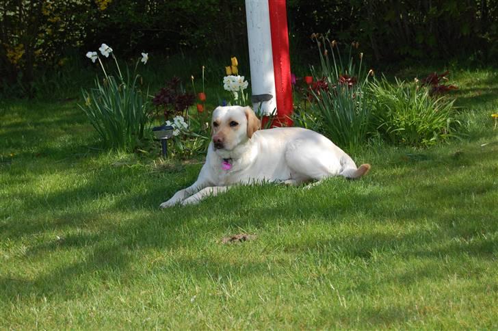 Blanding af racer Mille  billede 6