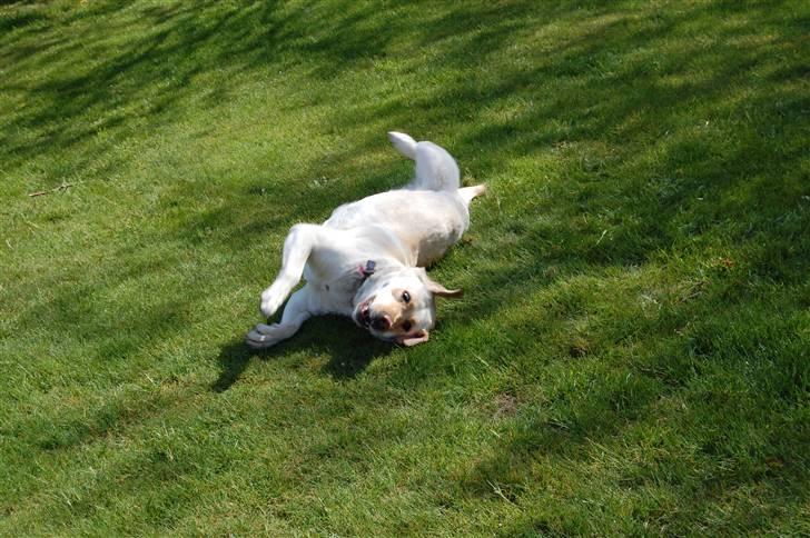 Blanding af racer Mille  billede 7