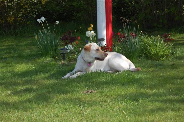 Blanding af racer Mille  billede 8