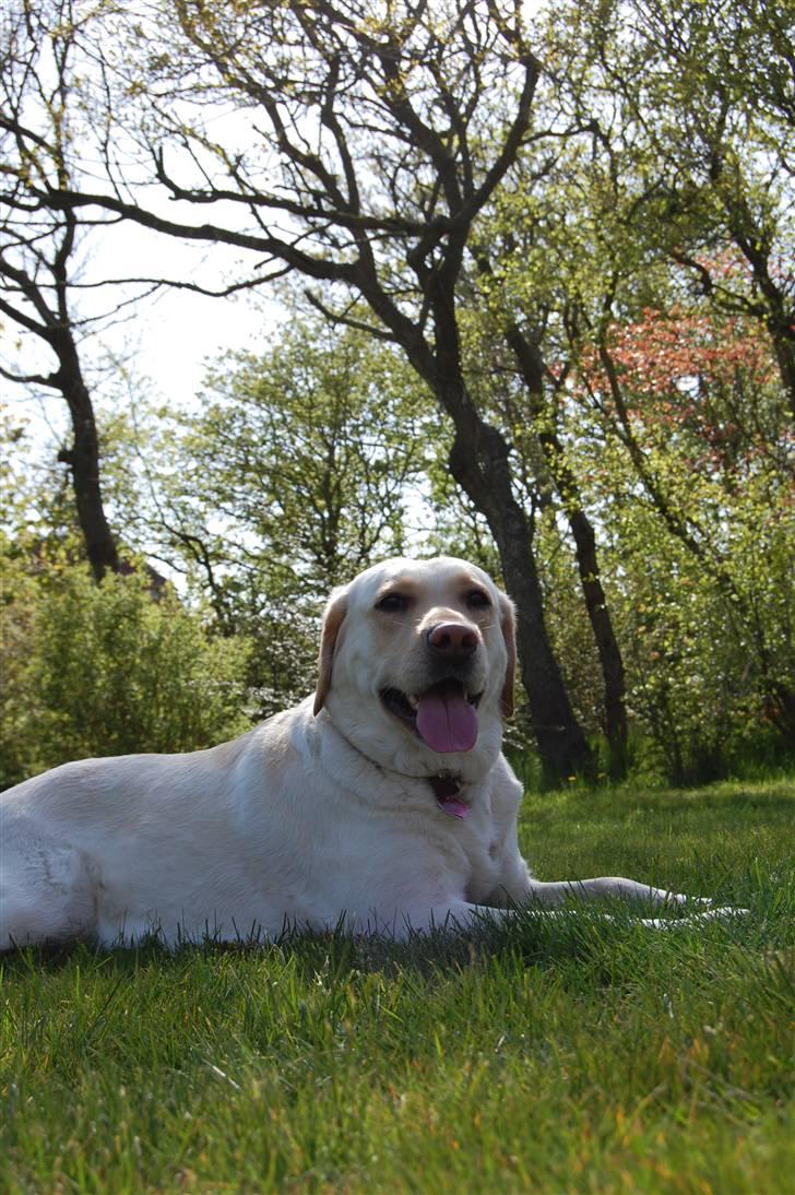 Blanding af racer Mille  billede 9