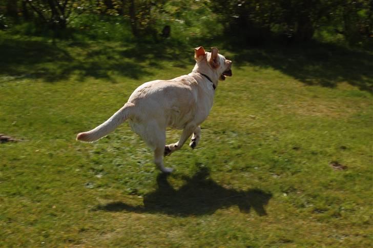 Blanding af racer Mille  billede 10