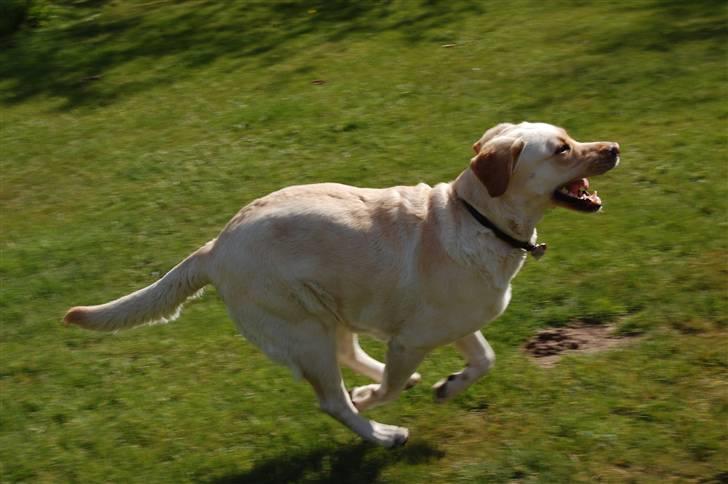 Blanding af racer Mille  billede 11