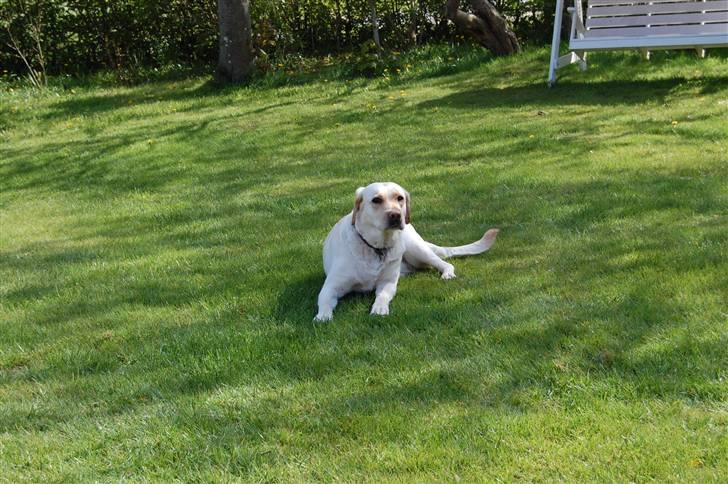 Blanding af racer Mille  billede 12