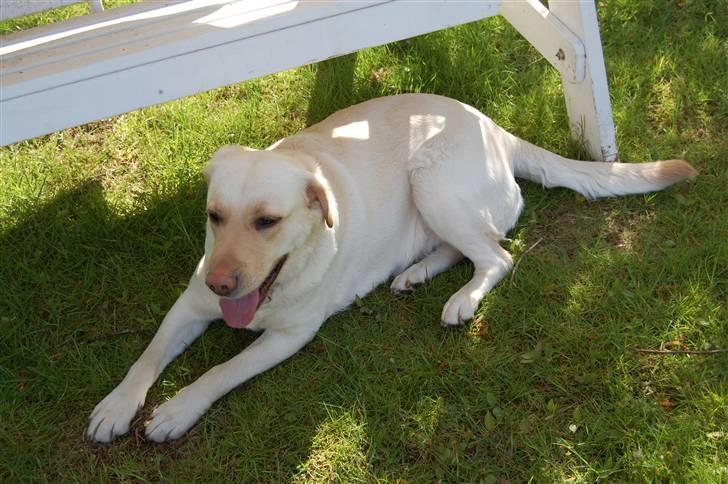 Blanding af racer Mille  billede 13