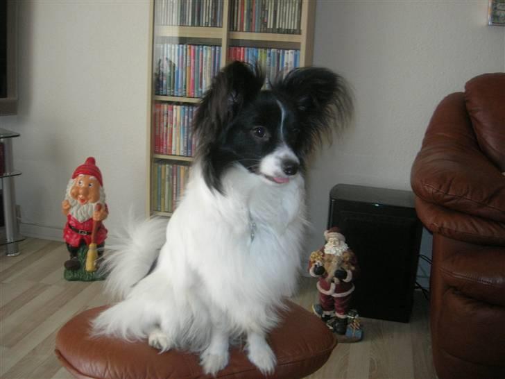 Papillon Nikki - på ferie i sommerhuset billede 1