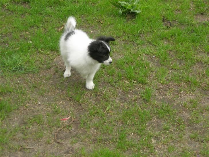 Papillon Nikki billede 2