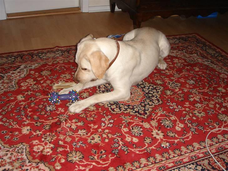 Blanding af racer Mille  - efter ca 2 uger på genopfedning billede 14