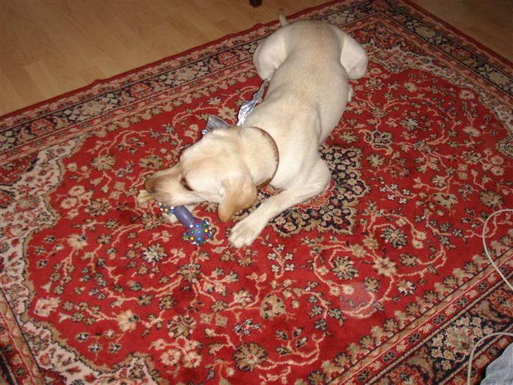 Blanding af racer Mille  - efter ca 2 uger på genopfedning  billede 15