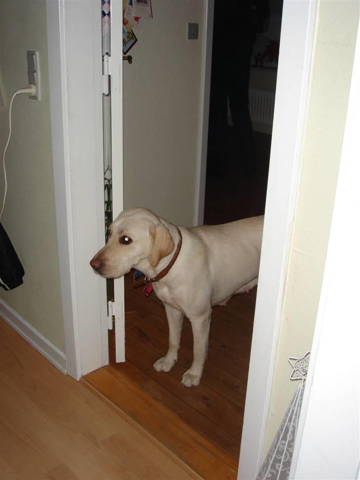 Blanding af racer Mille  - sådan så hun ud da vi hentede hende  billede 16