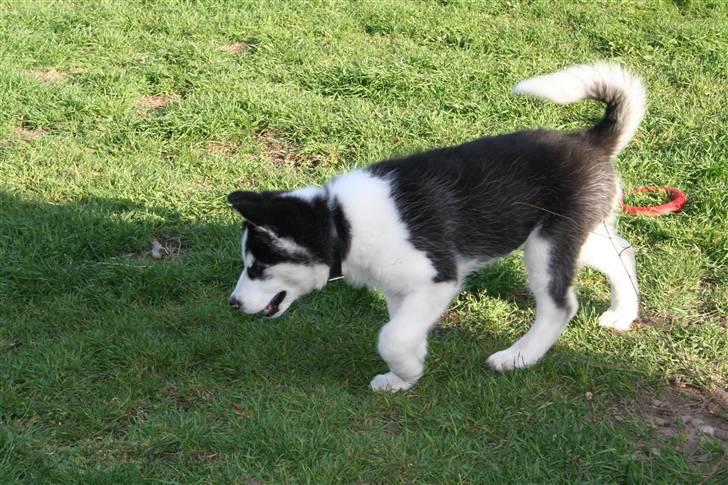 Siberian husky Kenzo - 17/5-2010 billede 3