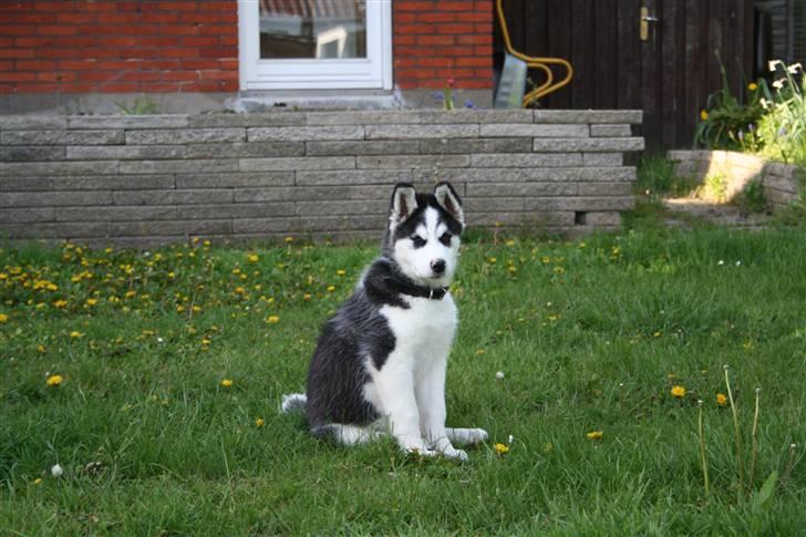 Siberian husky Kenzo - 17/5-2010 billede 4