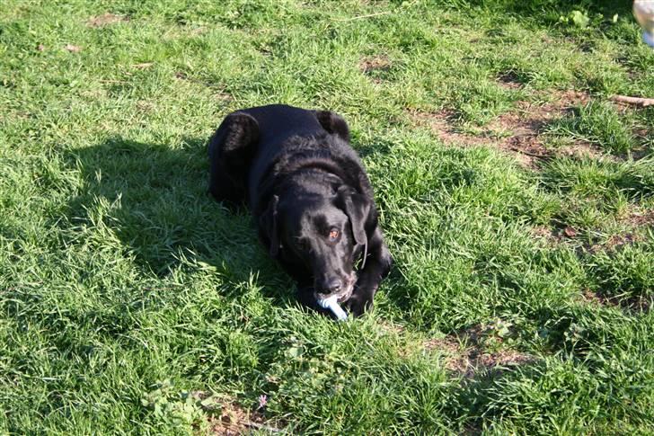 Blanding af racer Valde - 17/5-2010 billede 9