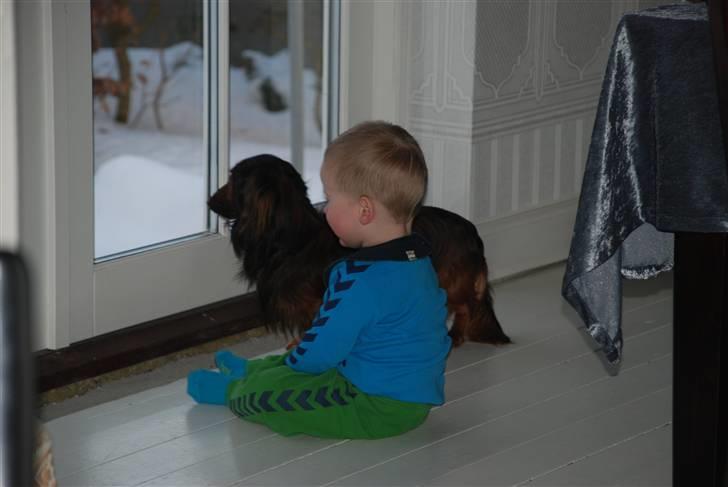 Dværggravhund Rollo - Rollo og Viktor nyder udsigten af sne. billede 12