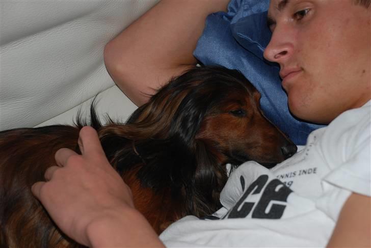 Dværggravhund Rollo - Rollo kommet hjem fra dyrlægen. billede 13