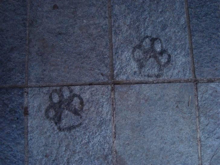 Rottweiler Tyson billede 13