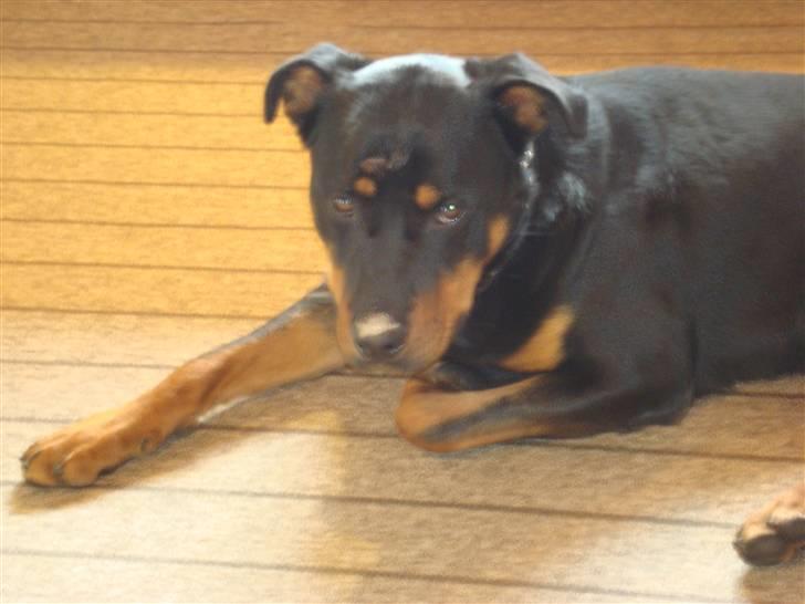 Rottweiler Tyson billede 14