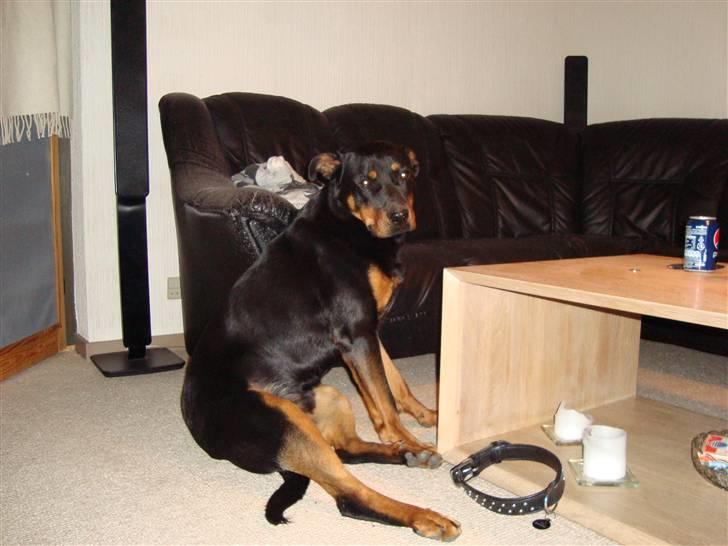 Rottweiler Tyson billede 15