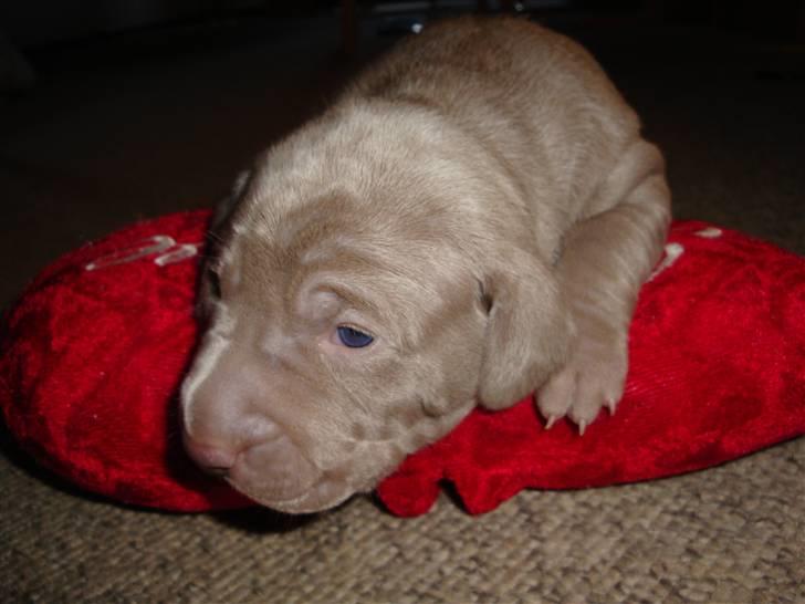 Blanding af racer Freja (R. I. P. )?? - Er lige ved at få øjne. billede 5