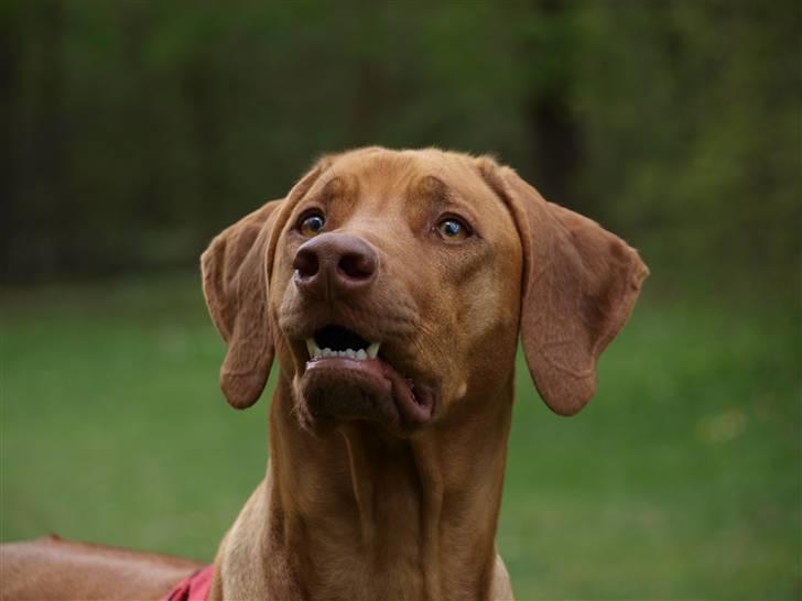 Rhodesian ridgeback Kinyemi Luka F'lora billede 1