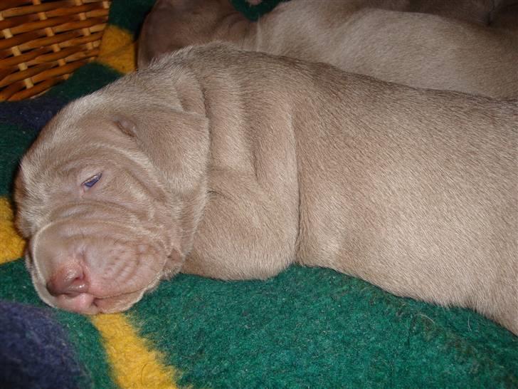 Blanding af racer Freja (R. I. P. )?? - Rævesøvn. billede 8