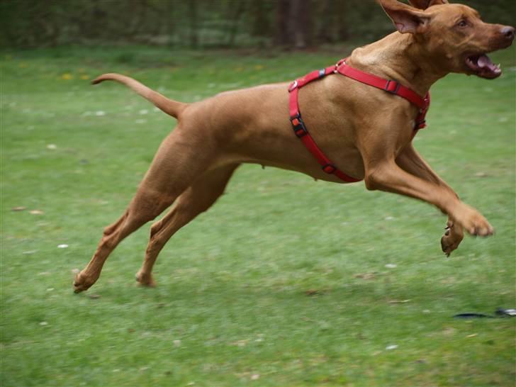 Rhodesian ridgeback Kinyemi Luka F'lora billede 4