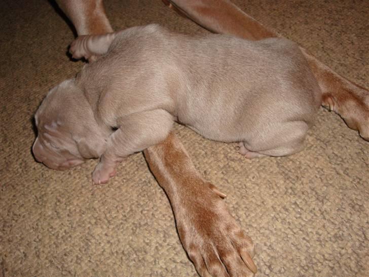 Blanding af racer Freja (R. I. P. )?? - Sådan nogen lange ben får jeg også en gang. billede 9