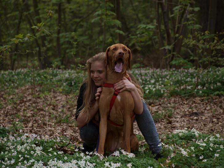 Rhodesian ridgeback Kinyemi Luka F'lora billede 5