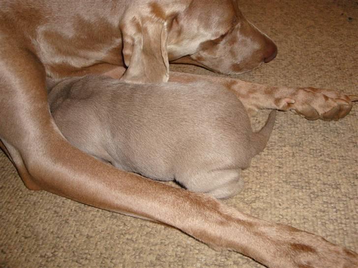 Blanding af racer Freja (R. I. P. )?? - Gider ikke fotograferes mere, så gemmer mig hos mor. billede 10