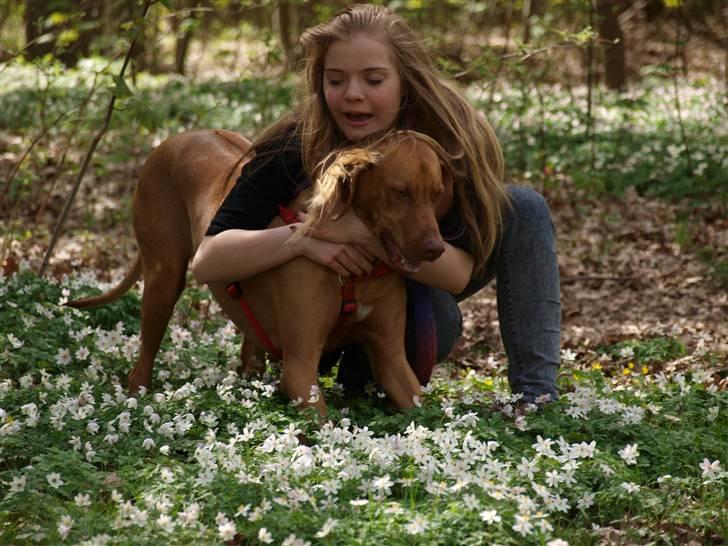 Rhodesian ridgeback Kinyemi Luka F'lora billede 6