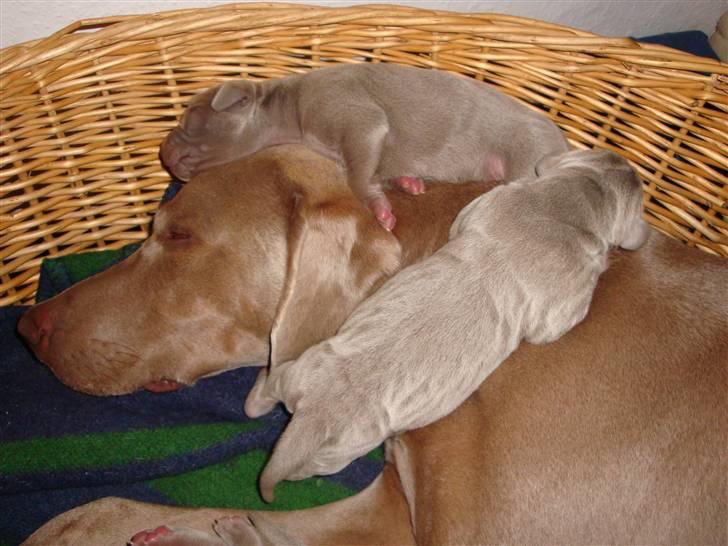 Blanding af racer Freja (R. I. P. )?? - Hvalpe hygge. billede 11