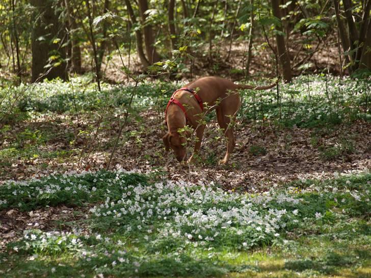 Rhodesian ridgeback Kinyemi Luka F'lora billede 7