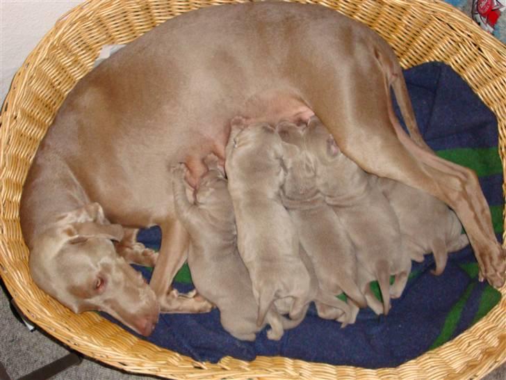 Blanding af racer Freja (R. I. P. )?? - Freja og hele familien. billede 12