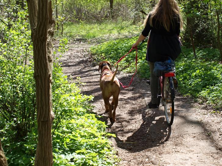 Rhodesian ridgeback Kinyemi Luka F'lora billede 8
