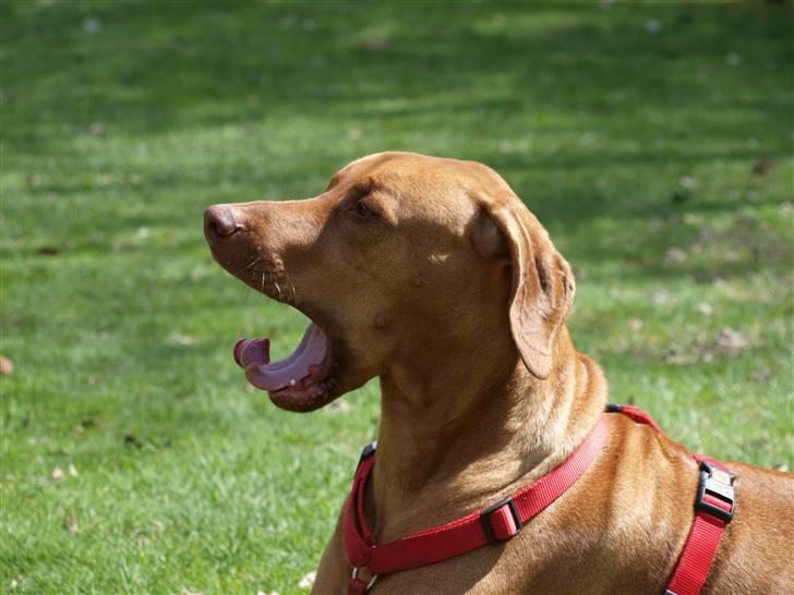 Rhodesian ridgeback Kinyemi Luka F'lora billede 9