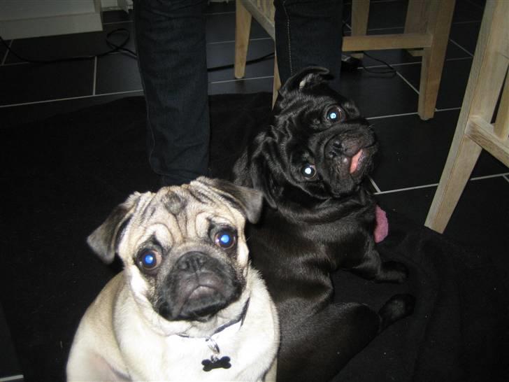 Mops Oscar billede 10