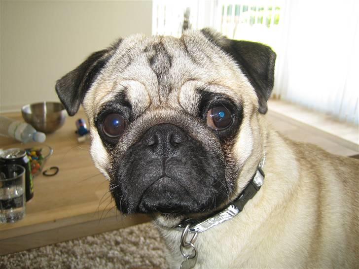 Mops Oscar billede 11