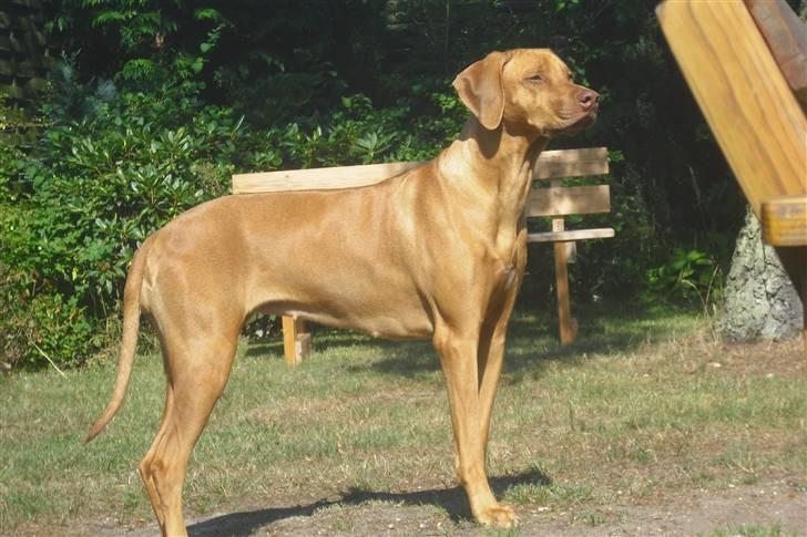 Rhodesian ridgeback Kinyemi Luka F'lora billede 10