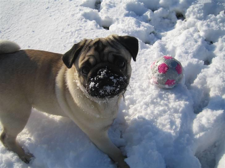 Mops Oscar billede 12