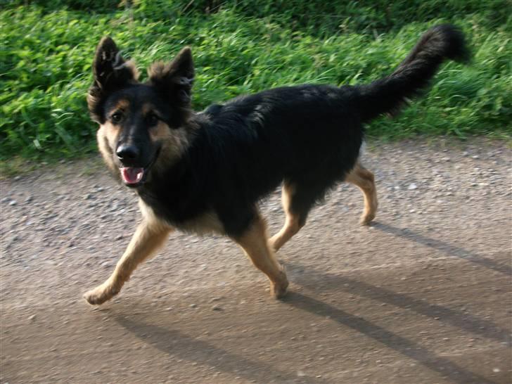 Blanding af racer paya billede 8