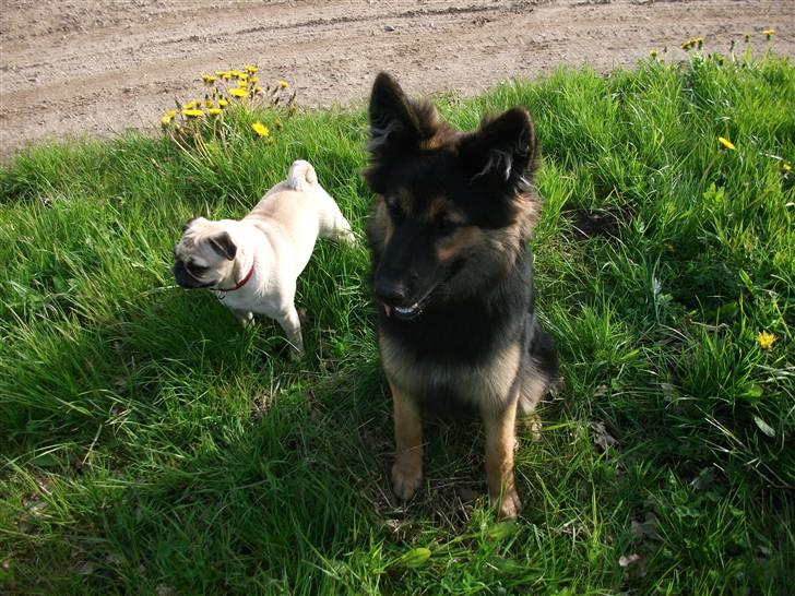 Blanding af racer paya billede 9